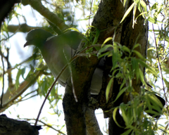 Columba palumbus