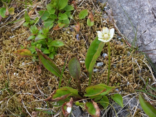 marsh grass-of-Parnassus