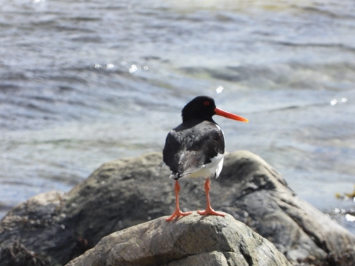 Eurasian Oystercatcher