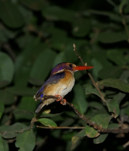 African Pygmy Kingfisher