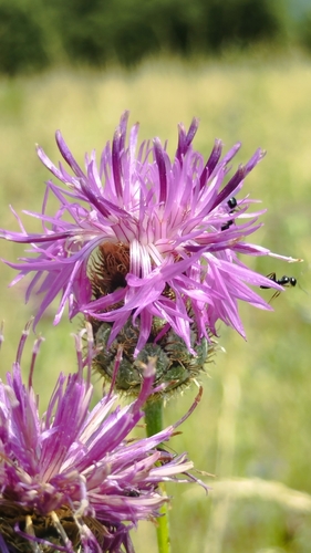 Greater Knapweed