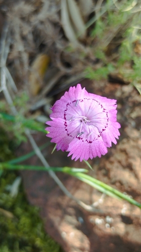 Requien's Pink
