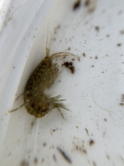 Gammarus fasciatus