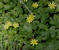 Ficaria verna