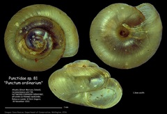Punctidae