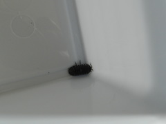 Armadillidium depressum