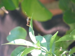 Holhymenia histrio
