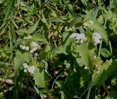 Lamium album