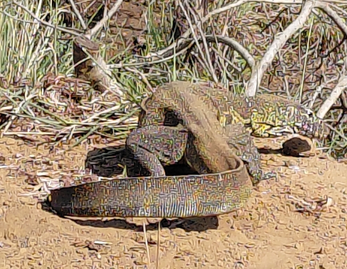 Nile Monitor