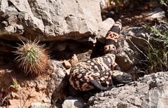 Heloderma suspectum cinctum