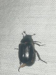 Paranomala cincta