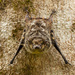 Murciélago Narigón - Photo (c) Karl Kroeker, algunos derechos reservados (CC BY-NC), subido por Karl Kroeker