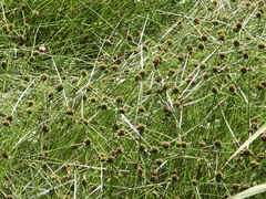 Cyperus blepharoleptos
