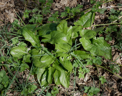 Arum maculatum