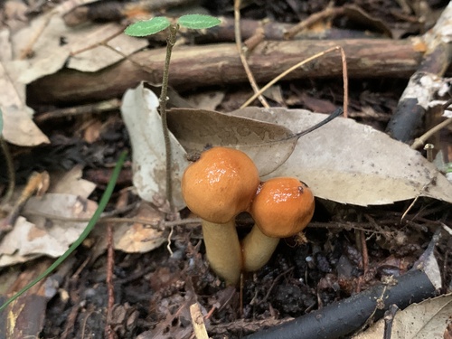 Zhuliangomyces glischrus