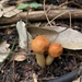 Zhuliangomyces glischrus