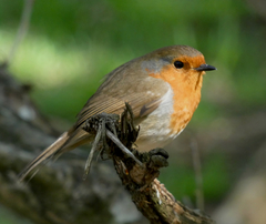 Erithacus rubecula