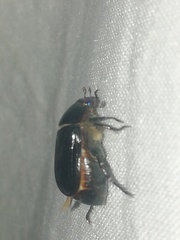 Paranomala cincta