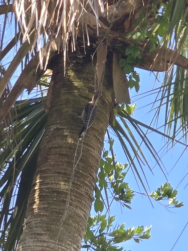 Red-bellied Woodpecker