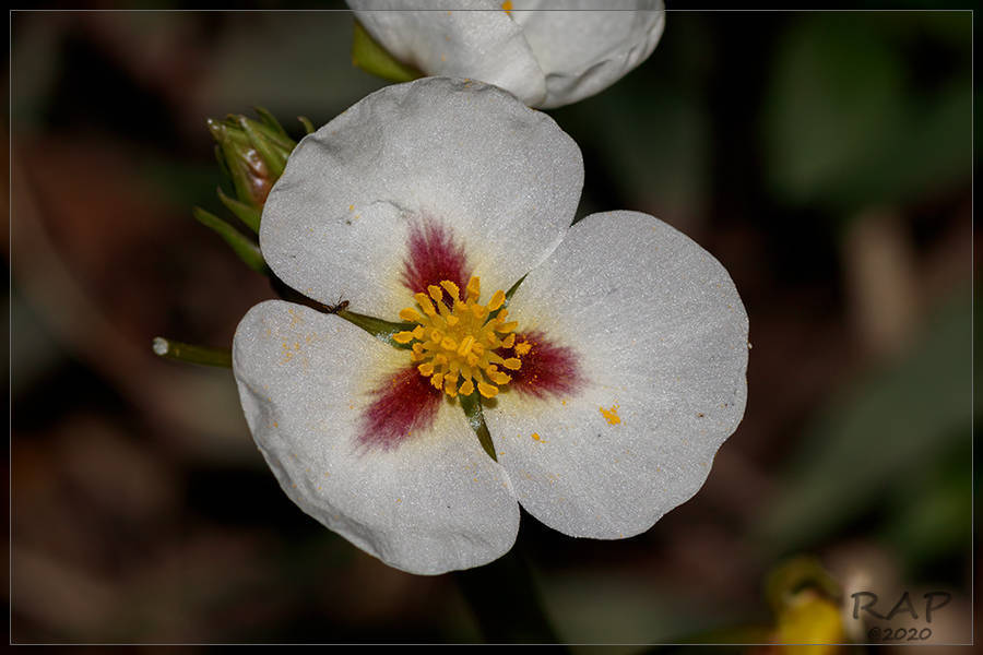 Sagittaria montevidensis