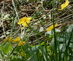 Caltha palustris