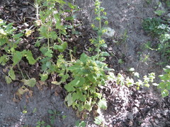 Scrophularia vernalis