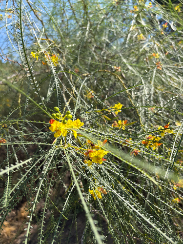 Mexican palo verde