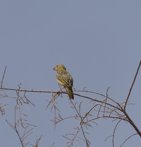 Rüppell's Weaver