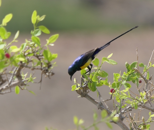 Nile Valley Sunbird
