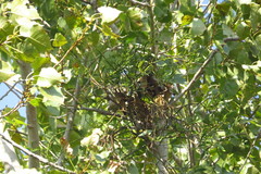 Phoradendron quadrangulare