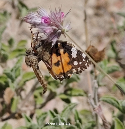 Ebenus pinnata