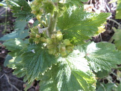 Scrophularia vernalis