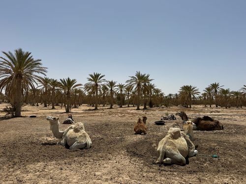 Dromedary Camel