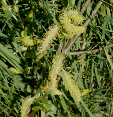 Salix
