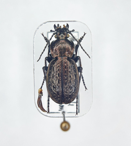 Carabus modestulus