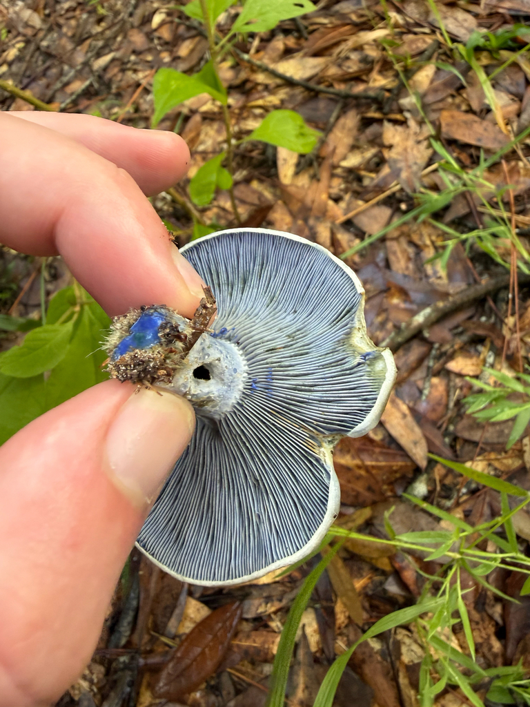 indigo milk cap · July 2026 · photo: Photo: (c) Will Bennett, some rights reserved (CC BY) · iNaturalist
