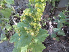 Scrophularia vernalis