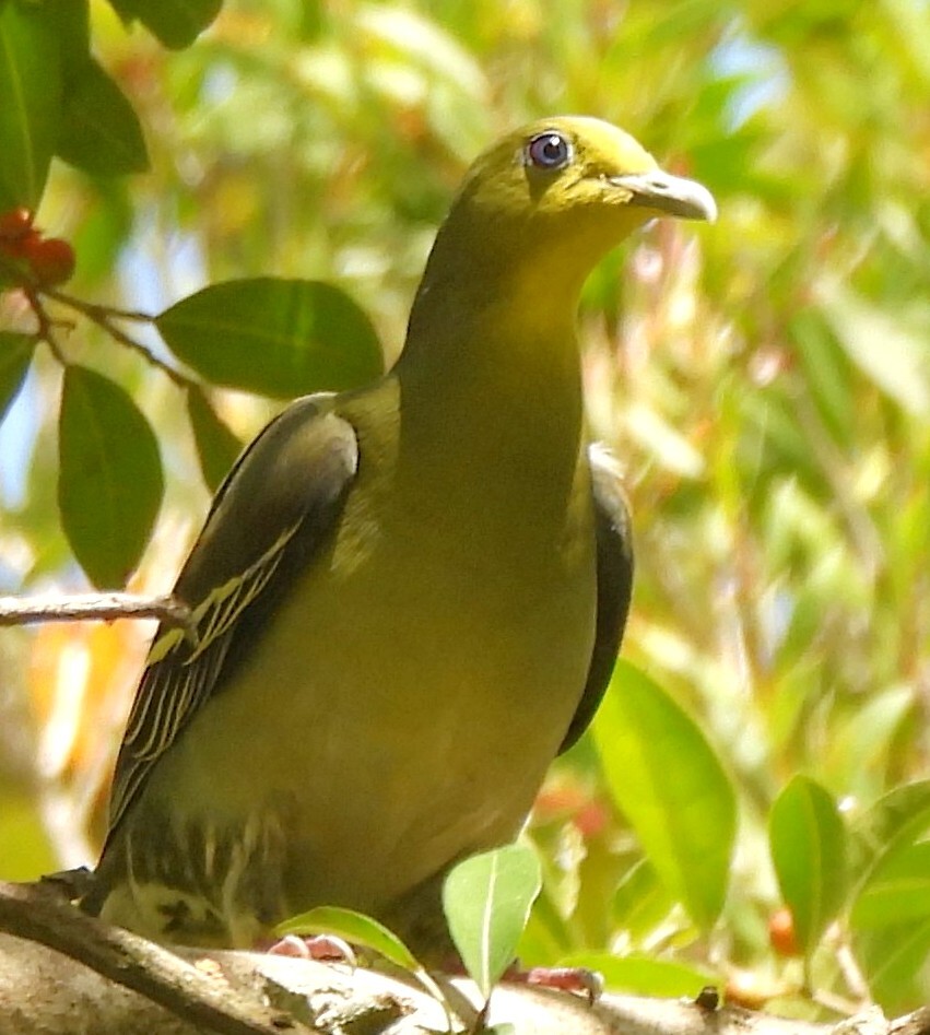 Sri Lanka Green Pigeon (Treron pompadora), photo 6