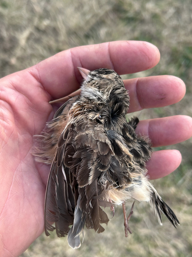 Pink-billed Lark (Spizocorys conirostris), photo 4