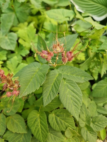 Goutweed