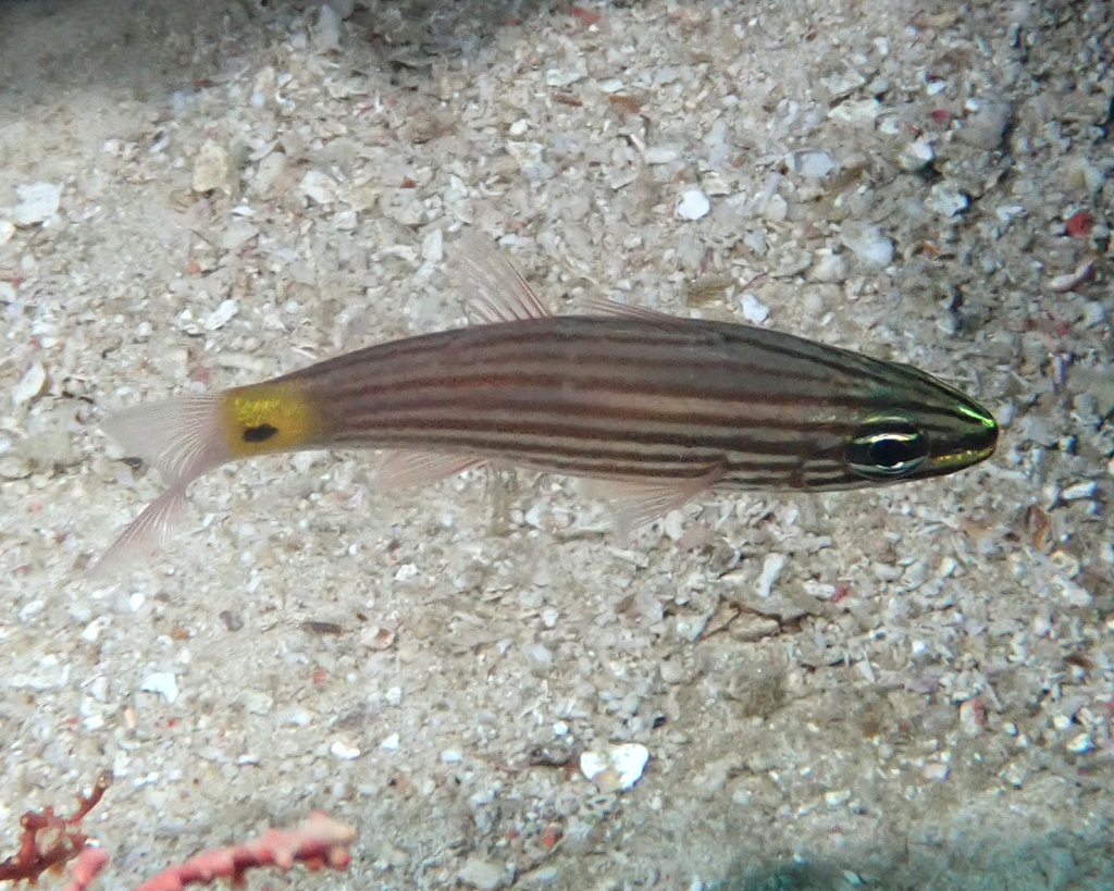 Wolf cardinalfish