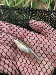 Chrosomus erythrogaster