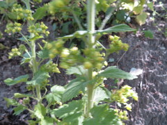 Scrophularia vernalis