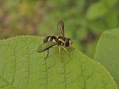 Xanthogramma