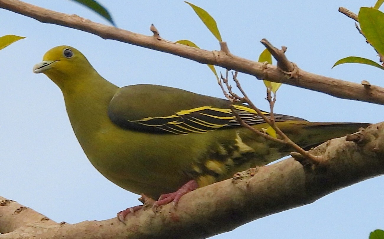 Sri Lanka Green Pigeon (Treron pompadora), photo 7