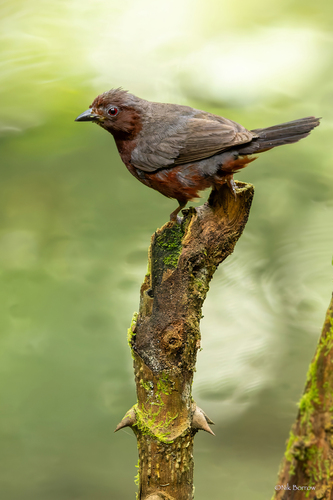 Chestnut-breasted Nigrita