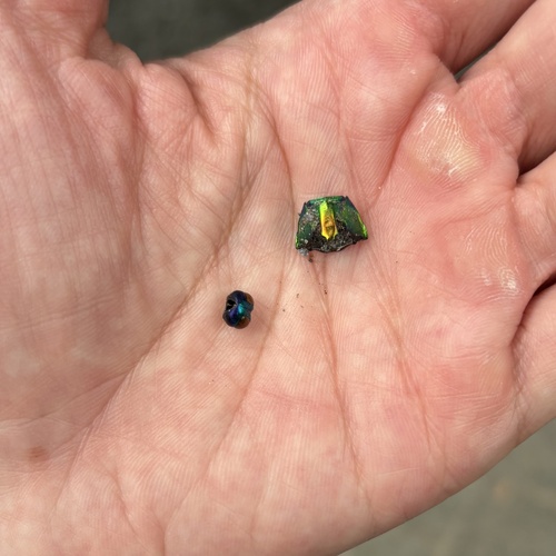 Japanese Jewel Beetle