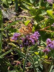 Painted Lady
