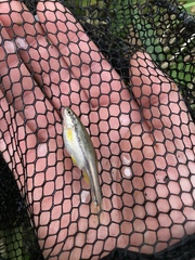 Chrosomus erythrogaster