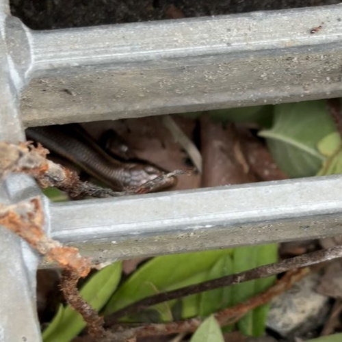 Japanese five-lined skink